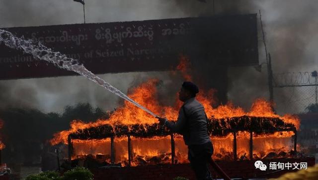 缅甸..替代种植成效显著，新型..的“入侵”让政府很头痛