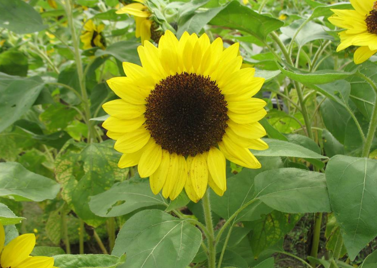 【人生励志美文】心烦的时候，最好的是沉默！