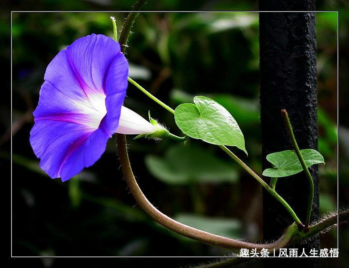 「风雨人生感悟」一日笑三笑，阳光又年少！