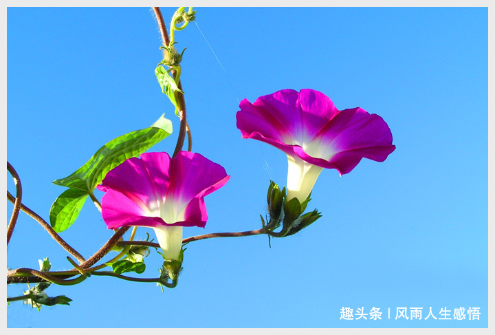 「风雨人生感悟」一日笑三笑，阳光又年少！