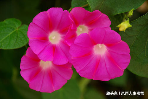 「风雨人生感悟」一日笑三笑，阳光又年少！