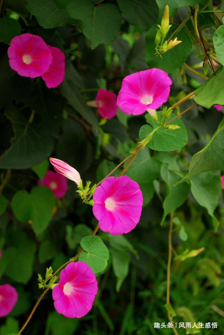 「风雨人生感悟」一日笑三笑，阳光又年少！