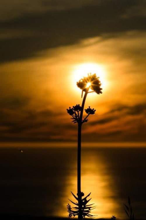 奋斗的喵：人慢点熟，心慢点交，将心比心，一生交心