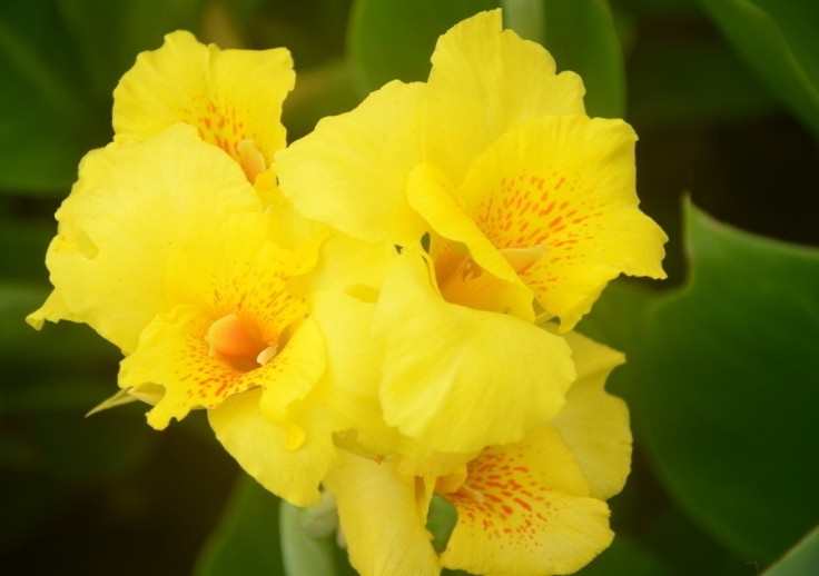 「宇宙科技的超人」是“钢铁直男”的三大生肖，经常把老婆气上天，从来不说自己的错