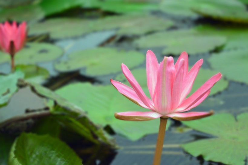 情感平良@最“直男”的三生肖，经常惹老婆生气，从来不会主动