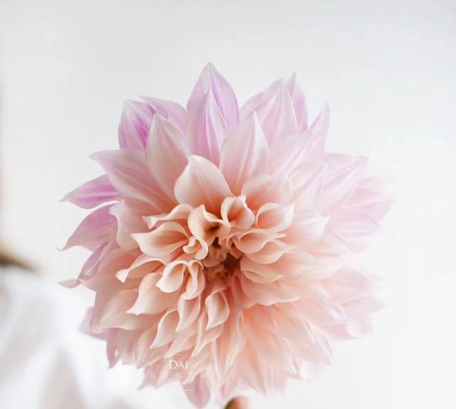 霍小栩■婚姻，一念天堂，一念地狱！