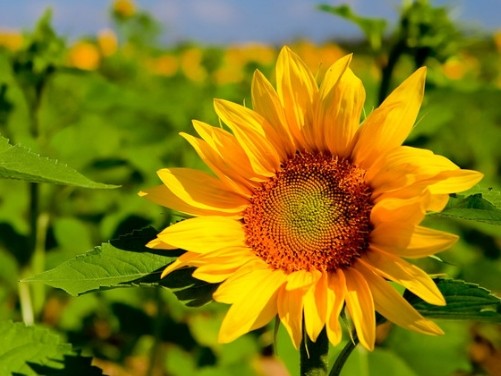 「情感锐翰」天生“直男癌”的三大生肖男，经常把妻子气上天，从来不懂浪漫