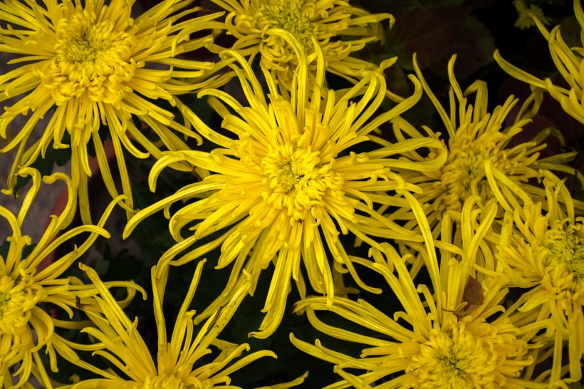 情感惜雪@天生是“直男”的三个生肖男，经常惹妻子生气，从来不会主动