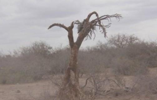 [朵朵心理课堂]心理测试：你认为哪棵大树的年龄最大？测出你内心的自尊心指数