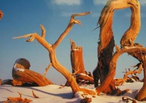 [朵朵心理课堂]心理测试：你认为哪棵大树的年龄最大？测出你内心的自尊心指数