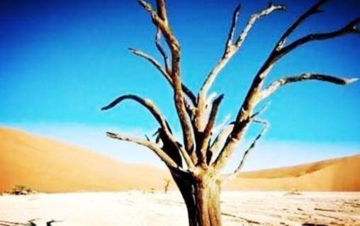 [朵朵心理课堂]心理测试：你认为哪棵大树的年龄最大？测出你内心的自尊心指数