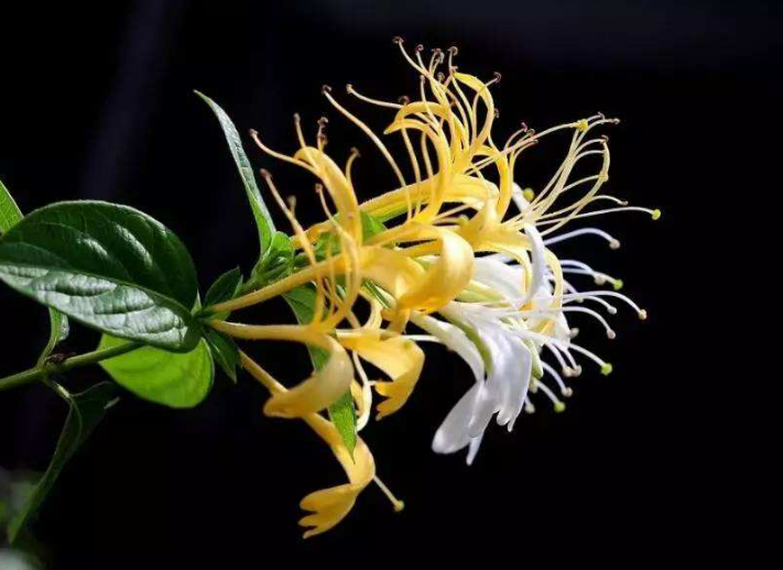 人生励志美文■生命如花，恬淡优雅