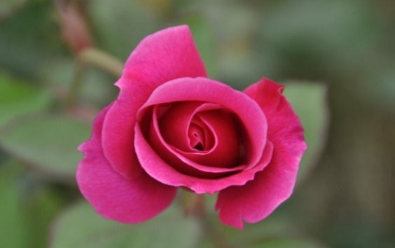 人生励志美文■生命如花，恬淡优雅