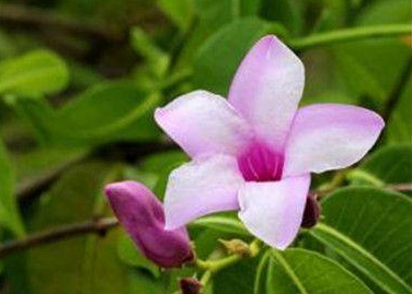 人生励志美文■生命如花，恬淡优雅