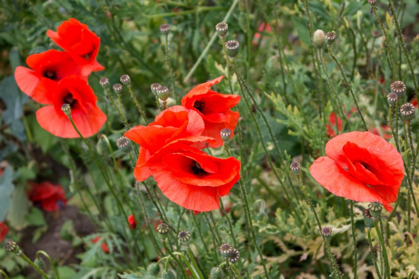 「不可思议的科技」非常不懂女人心的三大生肖，不怎么会讲话，从来不懂浪漫