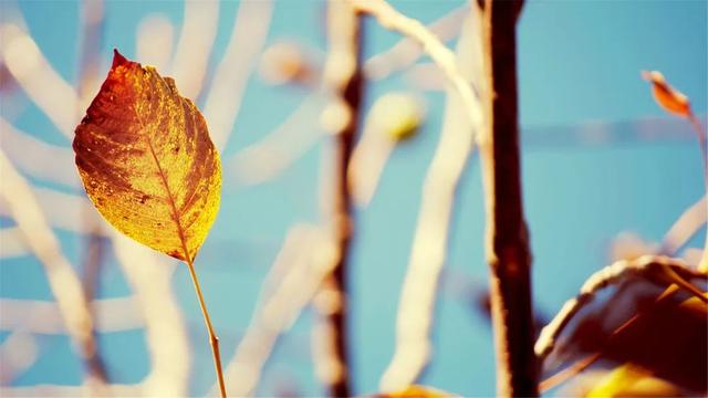 「拾柒读书」秋天为什么容易想家？这是我听过最好的答案