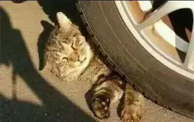 爱宠交友圈■天越来越冷了，开车前检查车下有没有猫或狗不要伤害