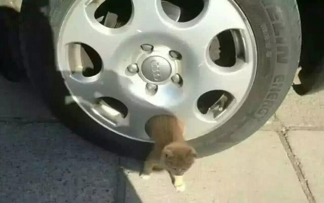 爱宠交友圈■天越来越冷了，开车前检查车下有没有猫或狗不要伤害