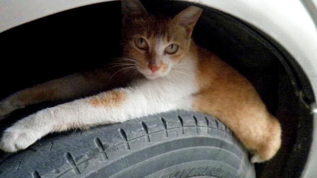 爱宠交友圈■天越来越冷了，开车前检查车下有没有猫或狗不要伤害