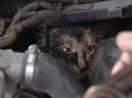 爱宠交友圈■天越来越冷了，开车前检查车下有没有猫或狗不要伤害