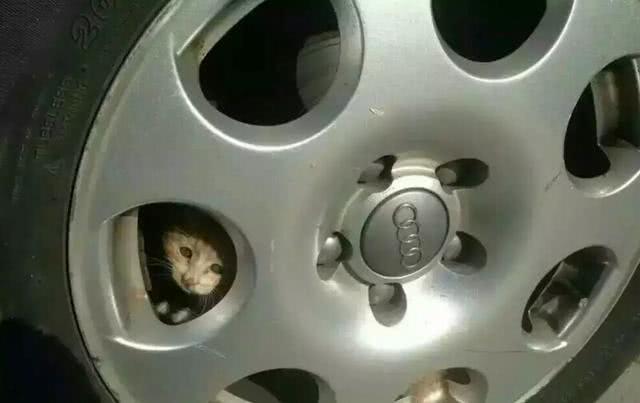 爱宠交友圈■天越来越冷了，开车前检查车下有没有猫或狗不要伤害