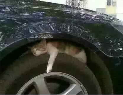 爱宠交友圈■天越来越冷了，开车前检查车下有没有猫或狗不要伤害