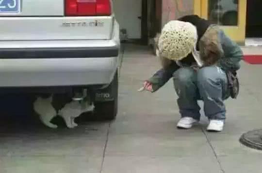 爱宠交友圈■天越来越冷了，开车前检查车下有没有猫或狗不要伤害