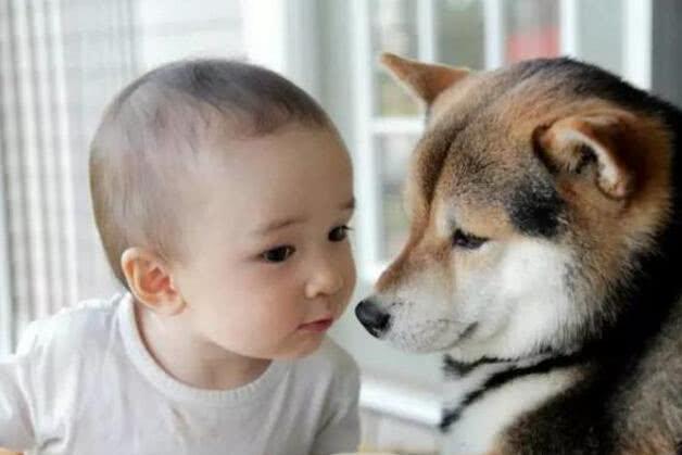 爱宠交友圈■天越来越冷了，开车前检查车下有没有猫或狗不要伤害