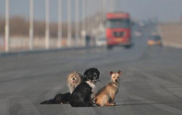 爱宠交友圈■天越来越冷了，开车前检查车下有没有猫或狗不要伤害