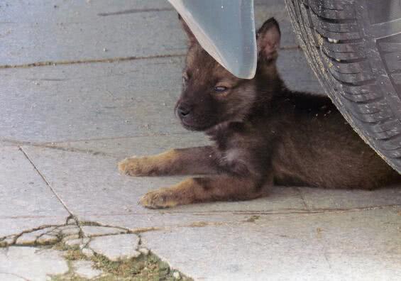 爱宠交友圈■天越来越冷了，开车前检查车下有没有猫或狗不要伤害