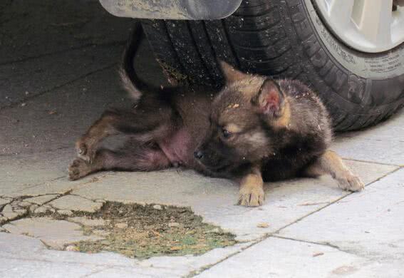 爱宠交友圈■天越来越冷了，开车前检查车下有没有猫或狗不要伤害
