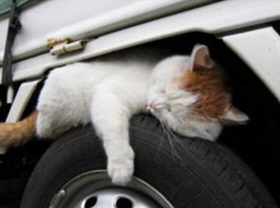 爱宠交友圈■天越来越冷了，开车前检查车下有没有猫或狗不要伤害