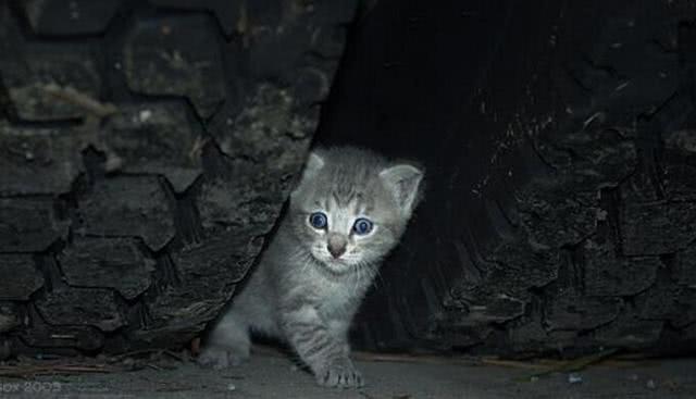 爱宠交友圈■天越来越冷了，开车前检查车下有没有猫或狗不要伤害