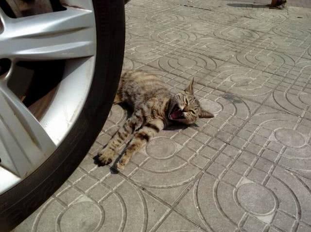 爱宠交友圈■天越来越冷了，开车前检查车下有没有猫或狗不要伤害