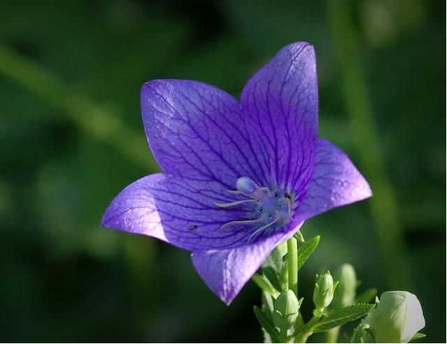 浅浅情感说：做人，最重要的就是人品