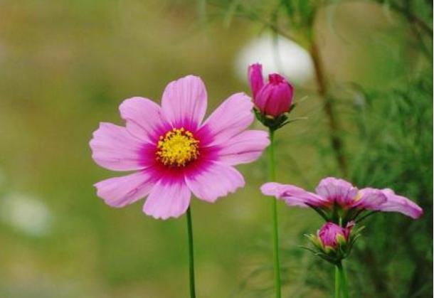 浅浅情感说：做人，最重要的就是人品