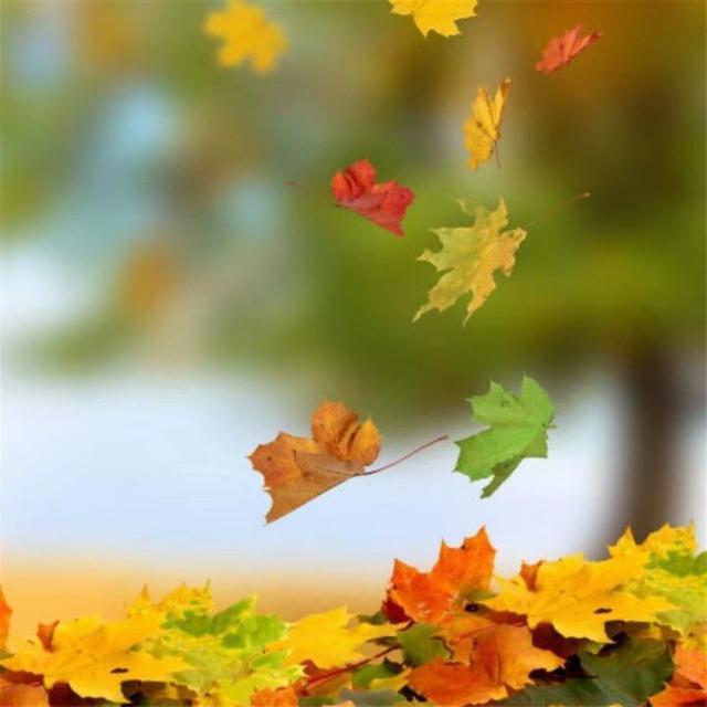 文学青年@一片落叶，一次轮回