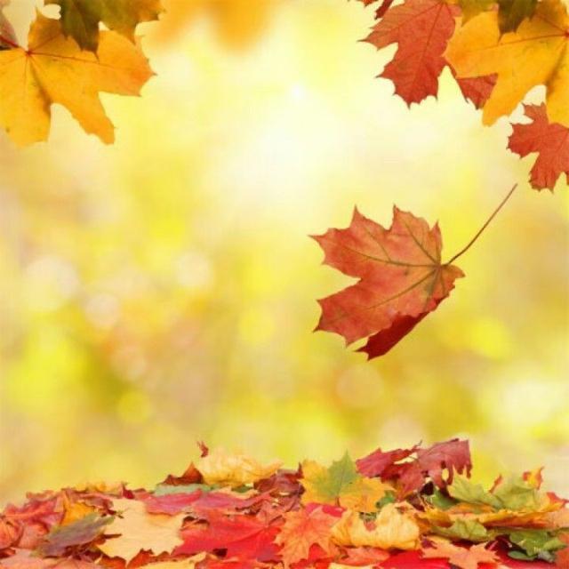 文学青年@一片落叶，一次轮回