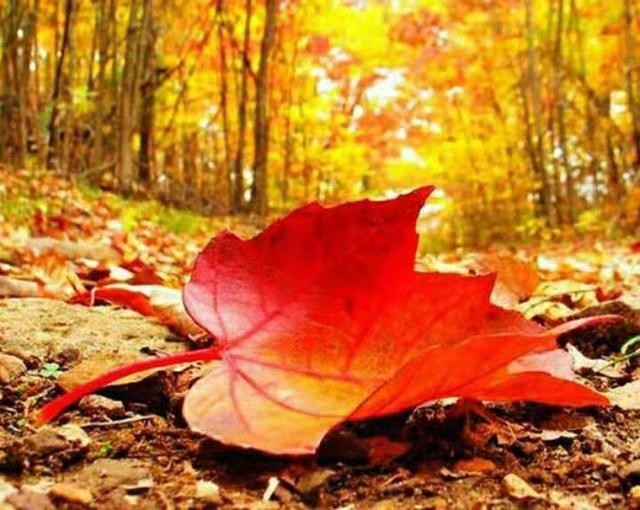 文学青年@一片落叶，一次轮回