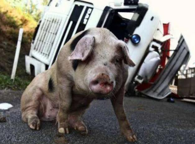 「阿虎汽车」高速开车，前方突然窜出一头“猪”，躲还是撞？交警给出标准答案
