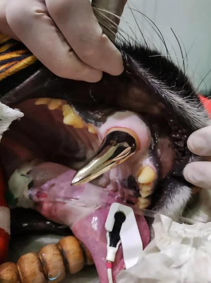超酷！德国老虎饱受坏牙折磨，兽医拔掉旧牙为其镶上一颗大金牙