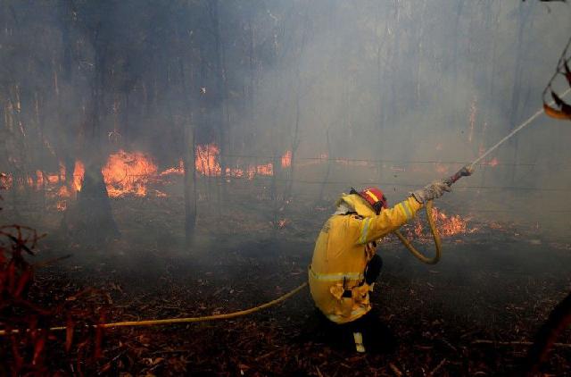 澳大利亚南威尔斯野火延烧不止，考拉重要栖地被毁！