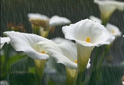 「亮丽音乐相册」我不是傻, 只是不想说