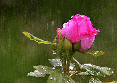 「亮丽音乐相册」我不是傻, 只是不想说