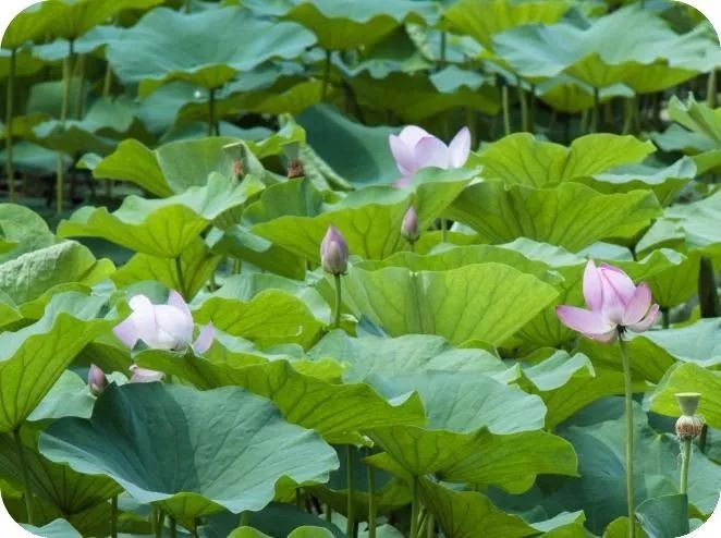 天天励志正能量@十一月，致自己，一切都挺好