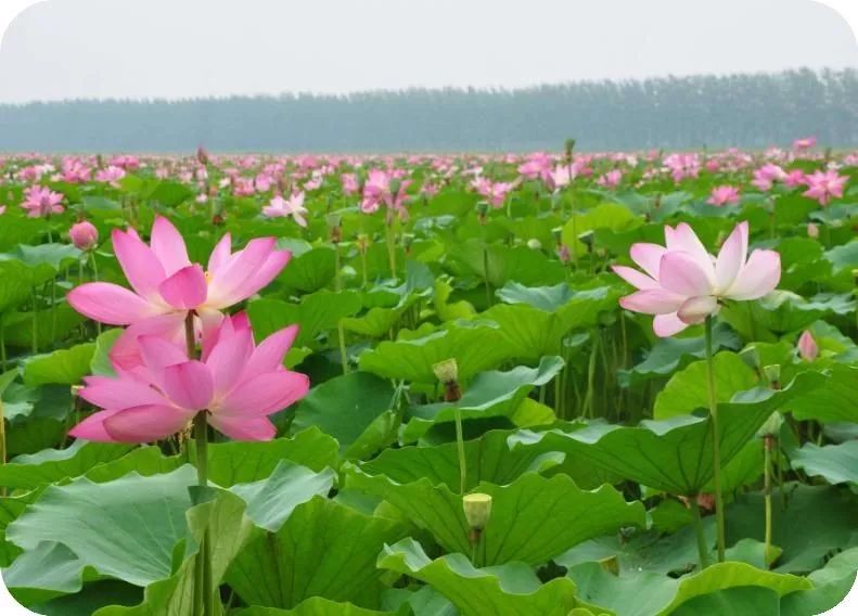 天天励志正能量@十一月，致自己，一切都挺好