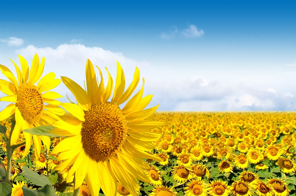 花花生活指南■此花是阳光的微笑，朵朵像太阳，给人光明的希望