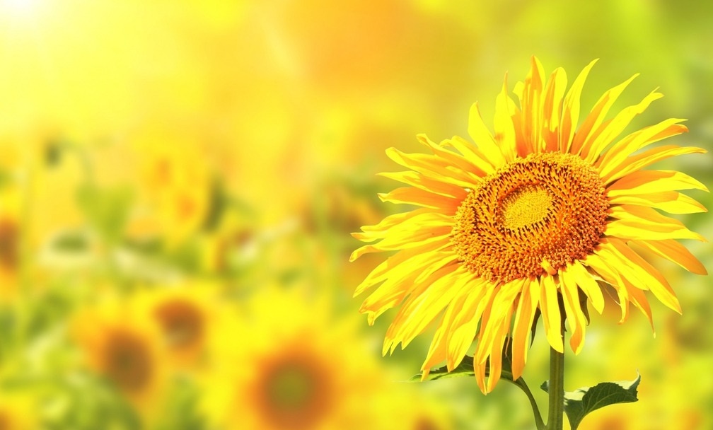 花花生活指南■此花是阳光的微笑，朵朵像太阳，给人光明的希望