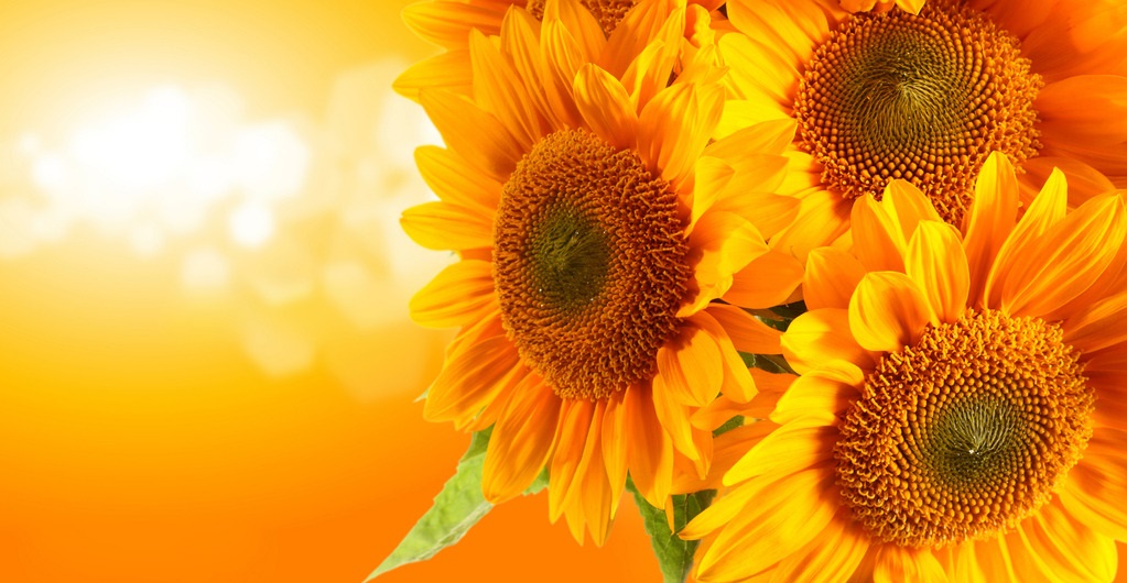 花花生活指南■此花是阳光的微笑，朵朵像太阳，给人光明的希望