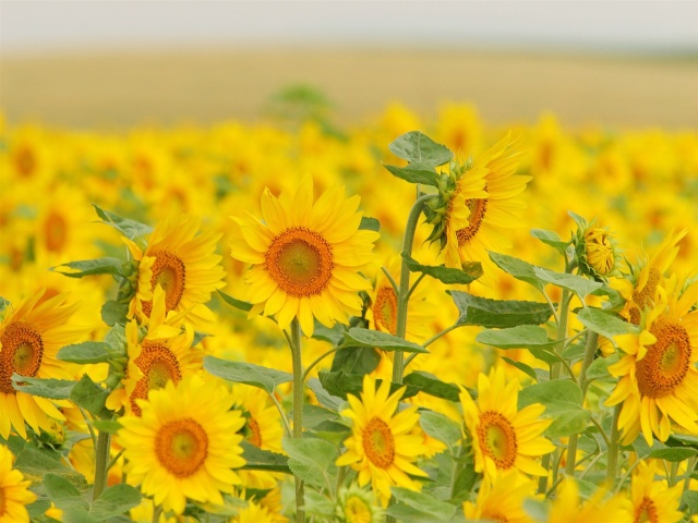 花花生活指南■此花是阳光的微笑，朵朵像太阳，给人光明的希望